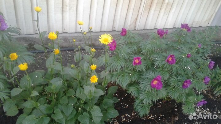 Декоративные кусты