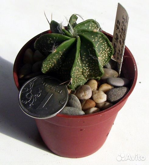 Кактусы Astrophytum