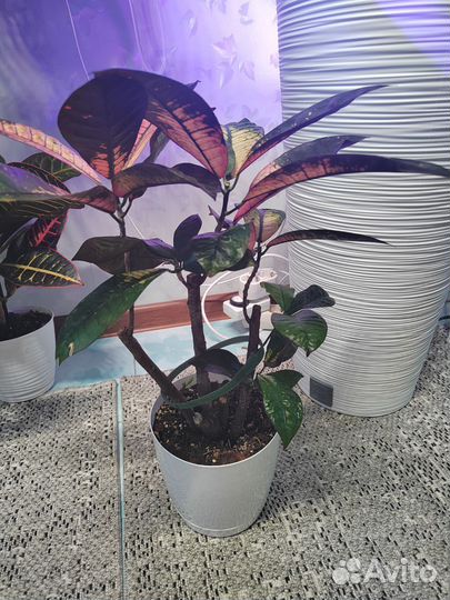 Кротон миссис айстон