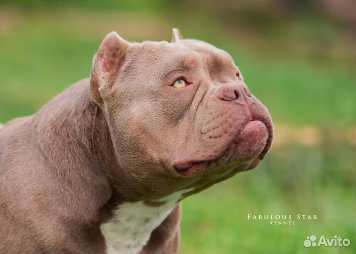 Американский булли лилак вязка