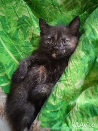 Кошка в дар