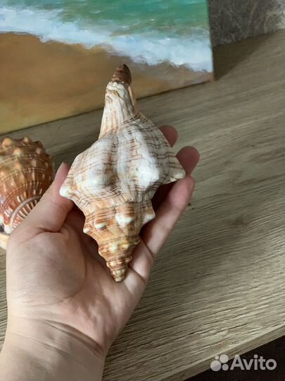 Морские ракушки