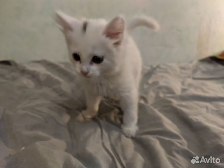 Отдам в хорошие руки бесплатно