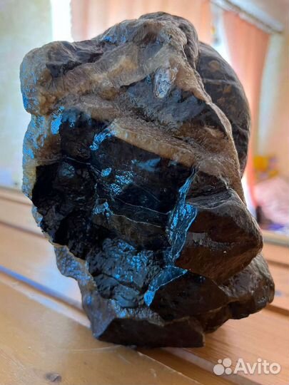 Окаменелости аммониты