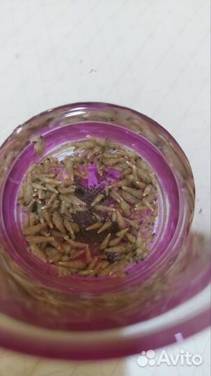 Улитки мелании