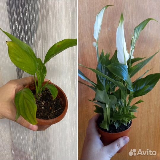 Антуриум экзота, лиметта, купера