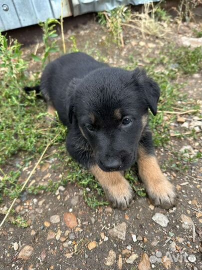 Щенок мальчик