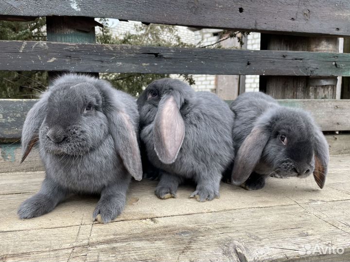 Продаются кролики
