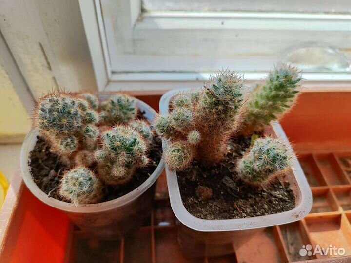 Кактусы и суккуленты