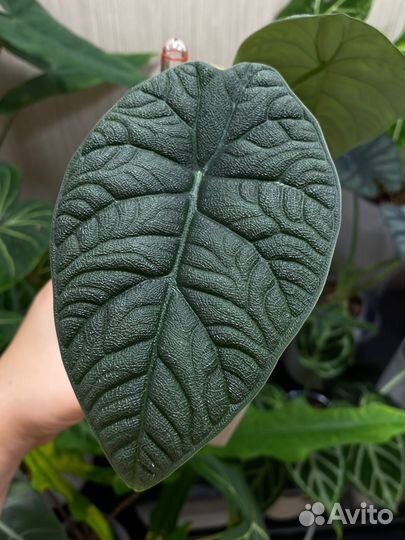 Алоказия мело