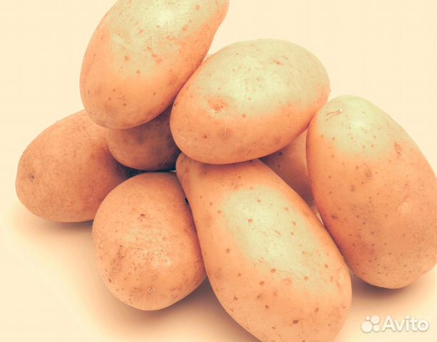 картофель отечественной селекции минсельхоз. картофель. картофелеводство в адыгее. сбор урожая картофеля. сорт мадейра.