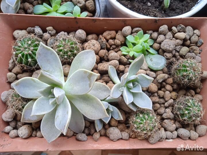 Кактусики и цветочки для души