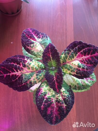 Пеларгонии сортовые.И другие комнатные растения