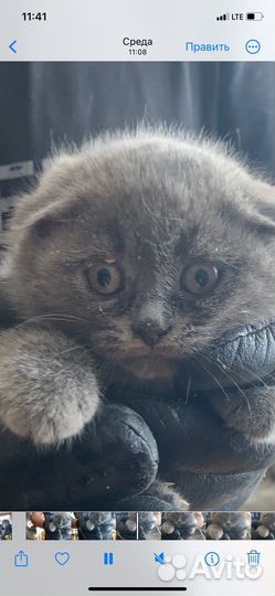 Шотландская вислоухая кошка