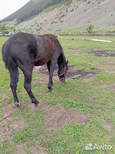 Жеребчик 2 года