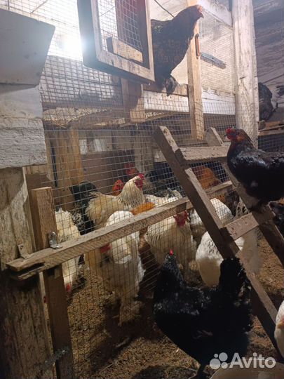 Инкубационное яица И молодые петухи