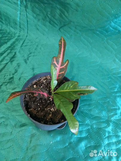 Кртоны разные