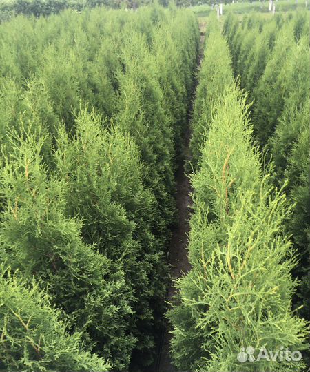 Туя Западная 1,85 м оптом из питомника Доставка