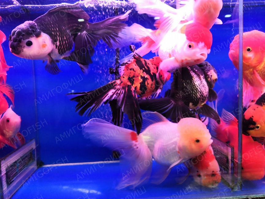 Золотая рыбка Оранда (Oranda Goldfish) Люкс XL, И