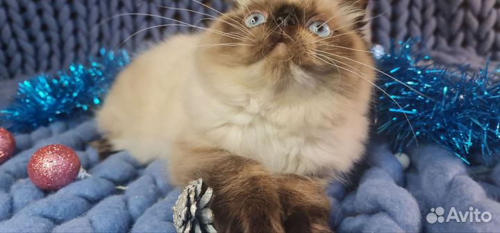 Экзотические котята колорпоинт