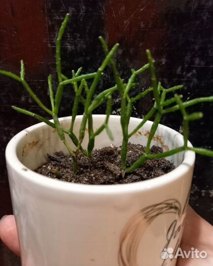 Комнатные цветы