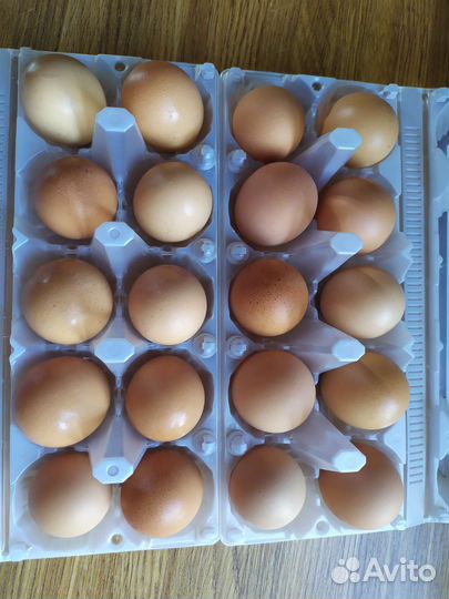 Домашние куриные яйца