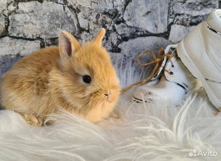 Карликовые Кролики