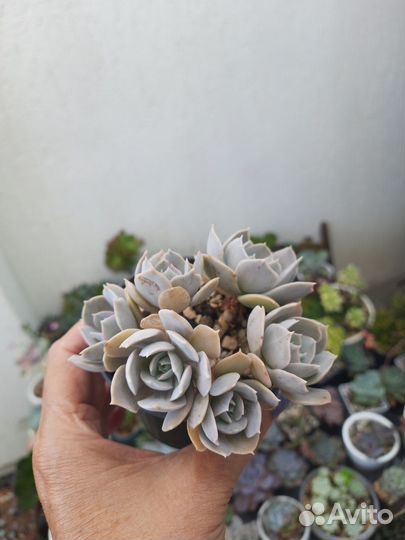 Суккуленты, эхеверии