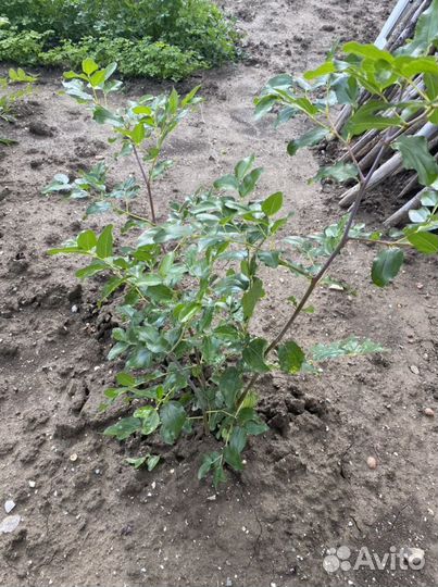 Саженцы унаби