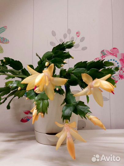 Декабрист шлюмбергера белый и желто-персиковый