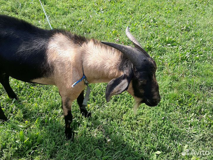 Козёл молодой