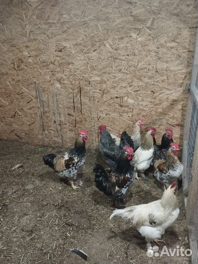 Продам петушков породы брама