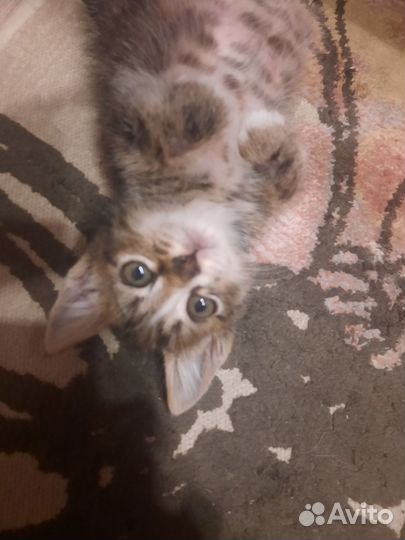 Котик в добрые руки