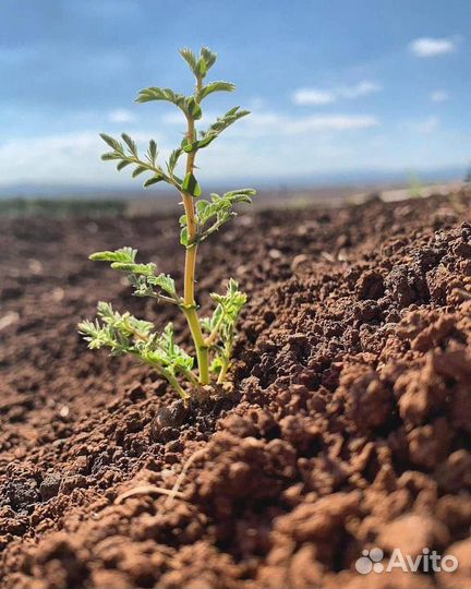 Купить грунт для рассады плодородный