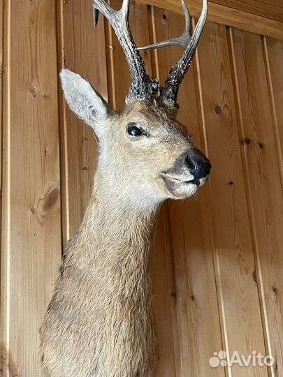 Чучела животных