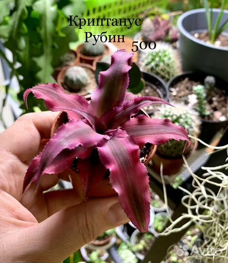 Суккуленты разные, кактус, красула