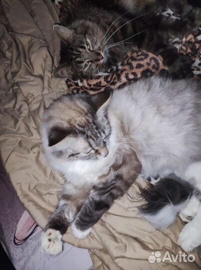 Отдам кота в добрые руки