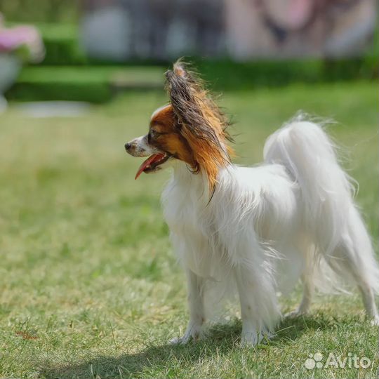 Предлагаются к продаже щенки папийона