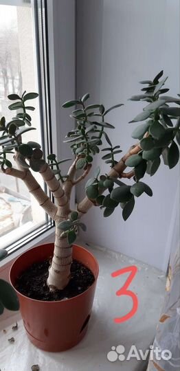 Толстянка (денежное дерево)