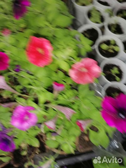 Рассада цветов Питунии