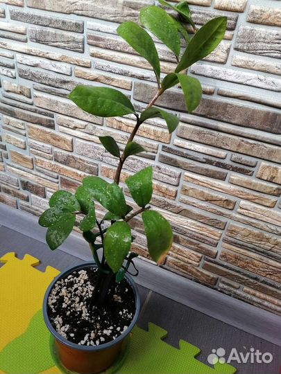 Замиокулькас