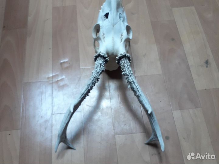 Череп косули