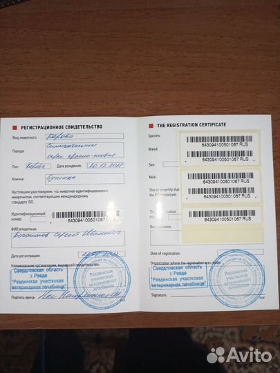 Корова Симментальская