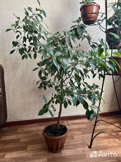 Фикус бенджамина большой