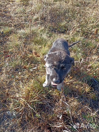 Собаки бесплатно в добрые руки