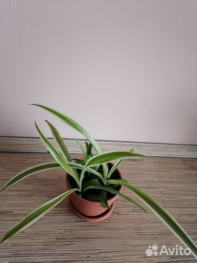 Хлорофитум