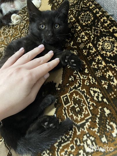 Британские котята шоколадные