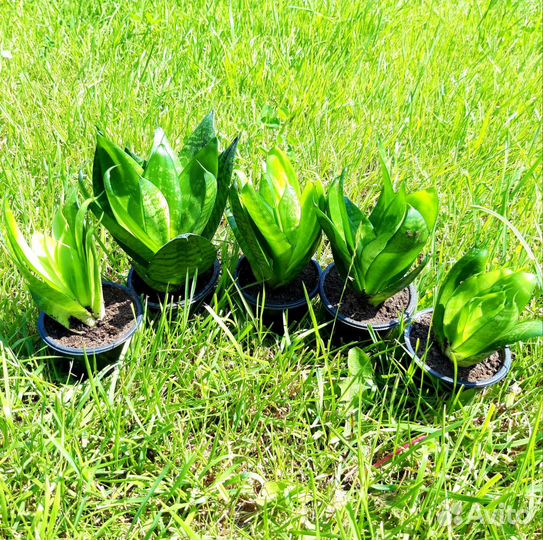 Сансевиерия ханни грин