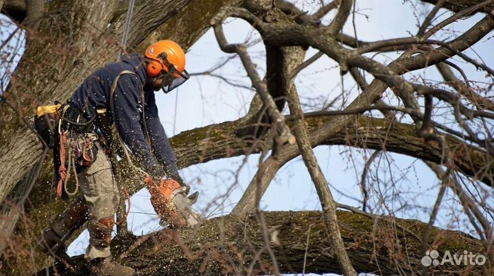 Спил деревьев