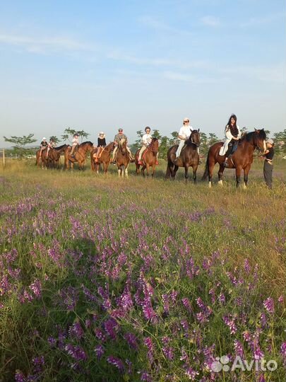 Анапа. Конные прогулки. Обучение. Фотосессии